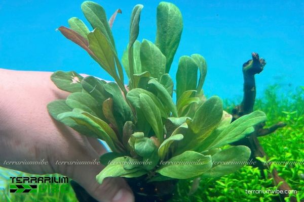 Cây thuỷ sinh Su Hào 4 Su Hào xanh khỏe trong hồ cạn nhờ chăm sóc ánh sáng