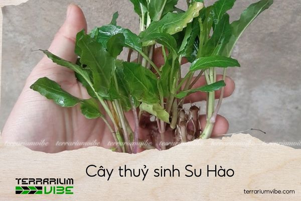 cay-thuy-sinh-su-hao cây thuỷ sinh su hào