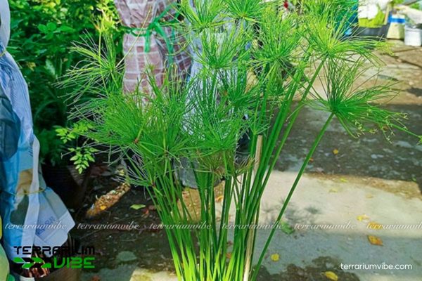 Cây Thủy Trúc Thái 2 Thủy Trúc Thái có nguồn gốc từ châu Phi nhiệt đới