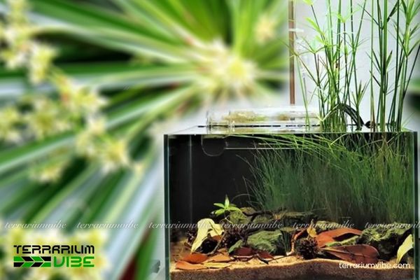 Cây Thủy Trúc Thái 4 Chăm sóc Thủy Trúc Thái trong terrarium: giữ ẩm đều, cung cấp đủ ánh sáng