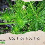 cây thủy trúc thái