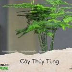 cây thủy tùng
