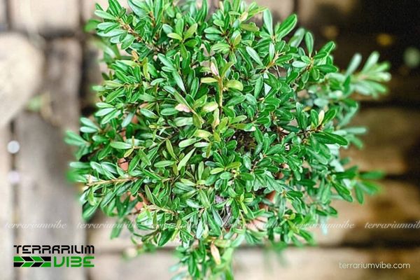 Cây Tiểu Diệp Xích Nam 1 Hình thái và phân loại học của cây Tiểu Diệp Xích Nam