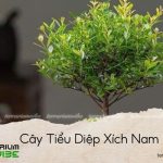 cây tiểu diệp xích nam