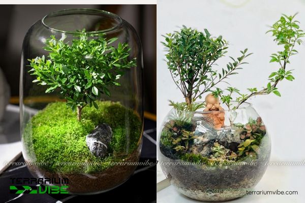 Cây Tiểu Diệp Xích Nam 4 Điều kiện môi trường cần thiết cho cây Tiểu Diệp Xích Nam phát triển