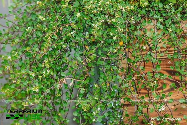 Cây Tóc Mây Maidenhair Vine 1 Phân loại học và hình thái của cây Tóc Mây Maidenhair Vine