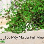 cây tóc mây maidenhair vine