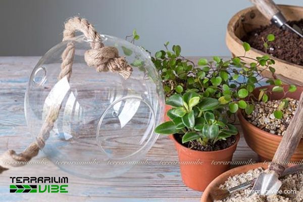 Cây Tóc Mây Maidenhair Vine 4 Điều kiện môi trường cần thiết để chăm sóc Tóc Mây Maidenhair Vine