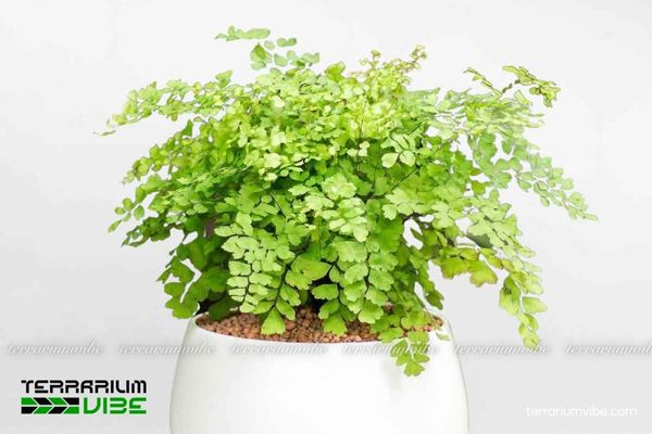 Cây Tóc Thần Vệ Nữ 1 Phân loại học và đặc điểm hình dáng của cây Tóc Thần Vệ Nữ