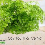 cây tóc thần vệ nữ