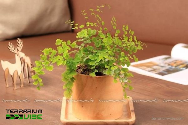 Cây Tóc Thần Vệ Nữ 3 Tóc Thần Vệ Nữ thủy sinh phát triển tốt trong terrarium ẩm