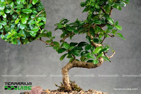 Cây Trà Phúc Kiến 1 Phân loại sinh học và đặc điểm hình thái của cây Trà Phúc Kiến