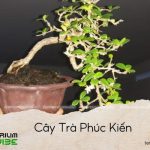 cây trà phúc kiến