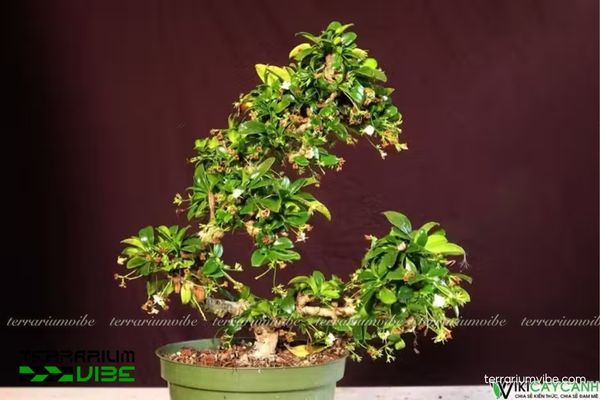 Cây Trà Phúc Kiến 2 Trà Phúc Kiến là loài bản địa Trung Quốc, ưa khí hậu ôn đới