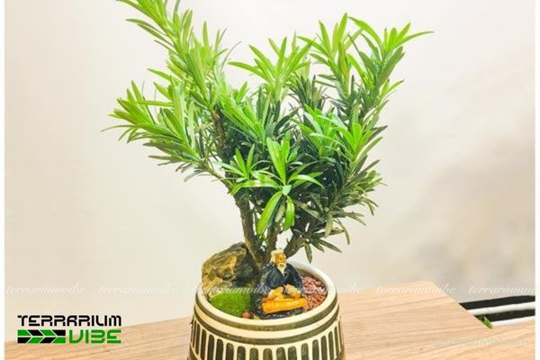 Cây Tùng Vạn Niên 1 Phân loại học và đặc điểm hình thái của cây Tùng Vạn Niên