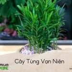 cây tùng vạn niên