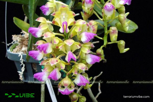 Giáng Hương Quế Nâu 1 Đặc điểm sinh học của cây Giáng Hương Quế Nâu