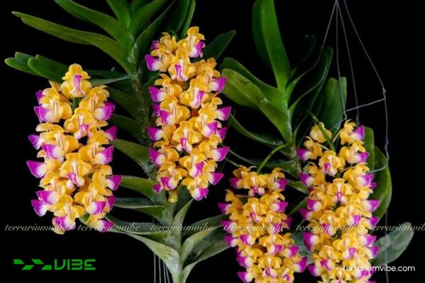 Giáng Hương Quế Nâu 2 Giáng Hương Quế Nâu sóng ở môi trường rừng nhiệt đới ẩm, bám trên cây