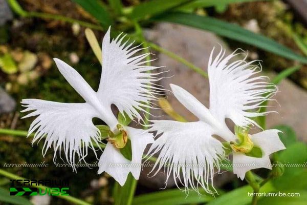 Lan Bạch Hạc 3 Hoa Lan Bạch Hạc phù hợp với terrarium mở hoặc bán mở