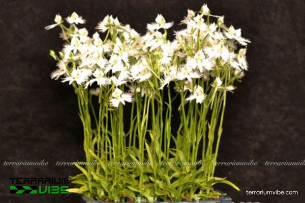 Lan Bạch Hạc 4 Hoa Lan Bạch Hạc cần độ ẩm vừa phải và thông gió định kỳ