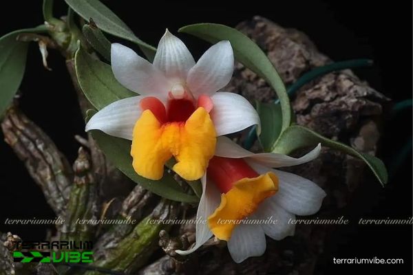 Lan Bạch Hỏa Hoàng 1 Phân loại và hình thái sinh học của Lan Bạch Hỏa Hoàng