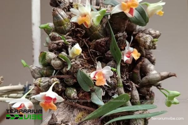 Lan Bạch Hỏa Hoàng 2 Lan Bạch Hỏa Hoàng mọc trên thân cây trong rừng ẩm mát