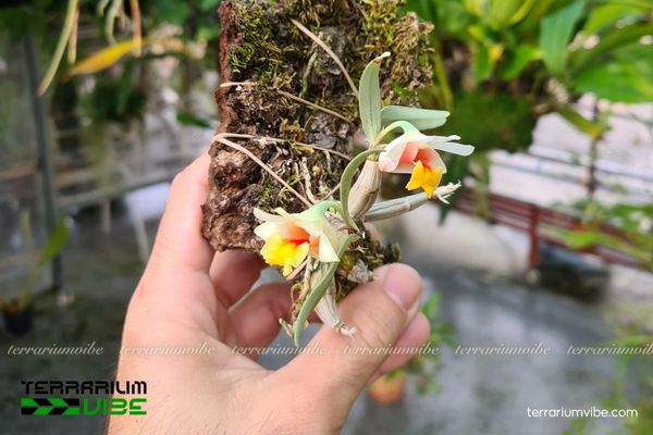 Lan Bạch Hỏa Hoàng 3 Lan Bạch Hỏa Hoàng thích hợp trồng trong terrarium mở hoặc bán mở