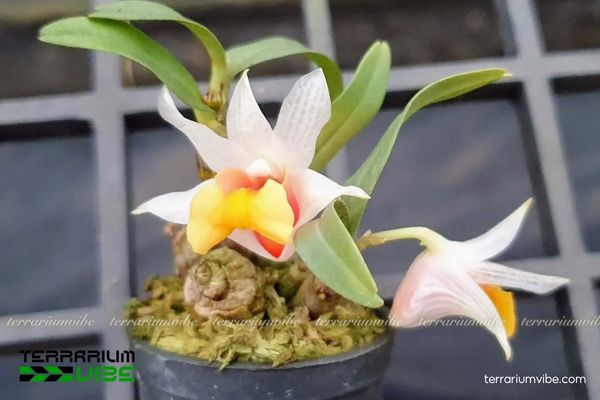 Lan Bạch Hỏa Hoàng 4 Điều kiện môi trường cần thiết cho cây Lan Bạch Hỏa Hoàng xanh tốt