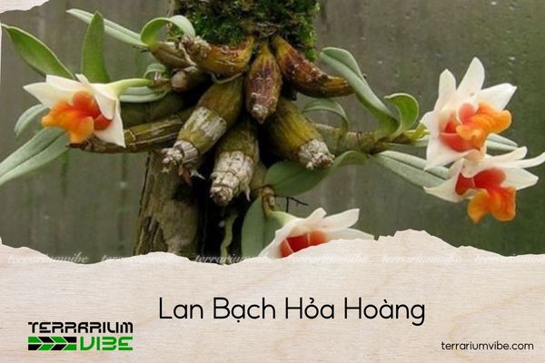 lan-bach-hoa-hoang lan bạch hỏa hoàng