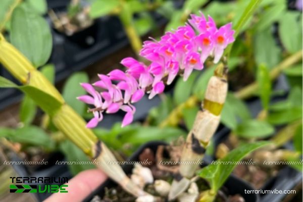 Lan Báo Hỷ 1 Phân loại học và hình thái của Lan Báo Hỷ