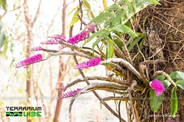 Lan Báo Hỷ 2 Lan Báo Hỷ sinh sống trong khu rừng thưa, ưa ẩm