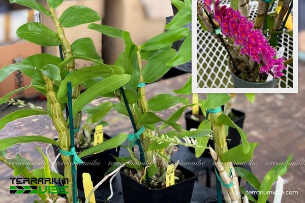 Lan Báo Hỷ 3 Lan Báo Hỷ thích nghi linh hoạt trong làm tiểu cảnh