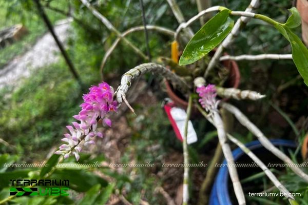 Lan Báo Hỷ 4 Điều kiện môi trường cần thiết để Lan Báo Hỷ xanh tốt