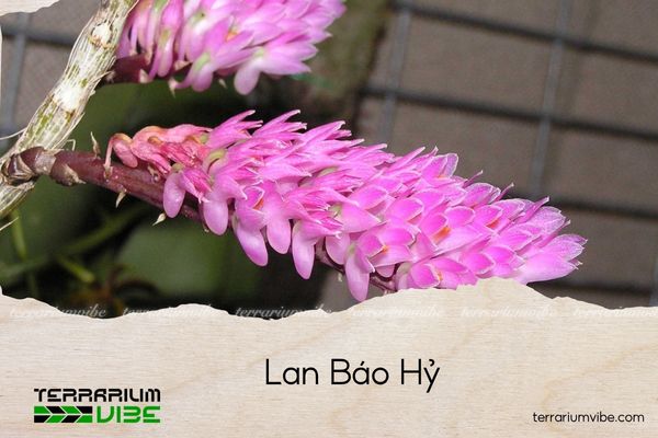 lan-bao-hy Lan Báo Hỷ
