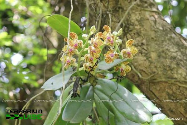 Lan Cẩm Báo 2 Lan Cẩm Báo phụ sinh trên cây cổ thụ và đá vôi