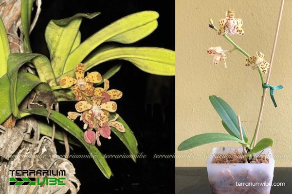 Lan Cẩm Báo 3 Lan Cẩm Báo thích nghi linh hoạt trong tiểu cảnh hồ cạn