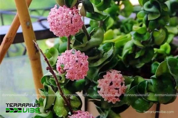 Lan Cẩm Cù Lá Xoắn 1 Đặc điểm hình thái và phân loại học Lan Cẩm Cù Lá Xoắn