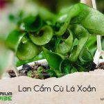 lan cẩm cù lá xoắn