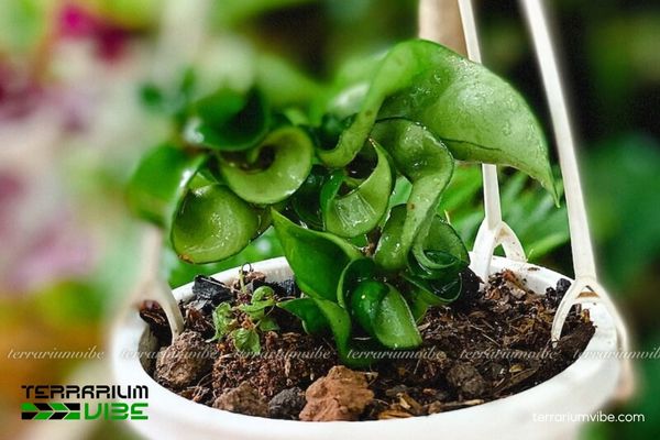 Lan Cẩm Cù Lá Xoắn 4 Một số điều kiện chăm sóc cây Lan cẩm Cù cần lưu ý