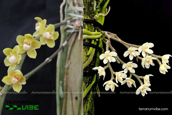 Lan Căn Diệp 1 Đặc điểm hình thái sinh học của cây Lan Căn Diệp