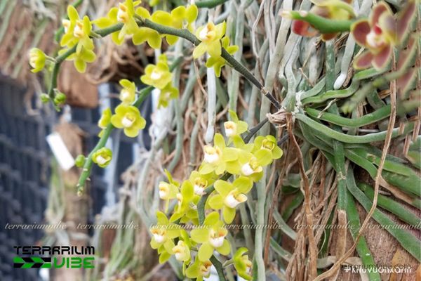 Lan Căn Diệp 2 Lan Căn Diệp sống trong môi trường nhiệt đới ẩm, sống bám trên thân cây