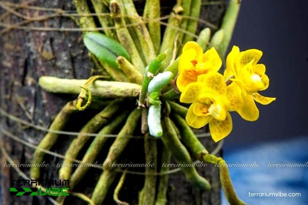 Lan Căn Diệp 3 Lan Căn Diệp thích nghi linh hoạt trong đa dạng loại terrarium