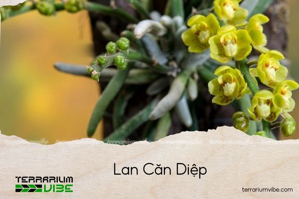 lan-can-diep lan căn diệp