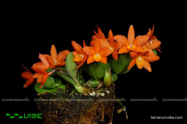 Lan Cattleya Cernua 1 Phân loại học và đặc điểm hình thái của Lan Cattleya Cernua