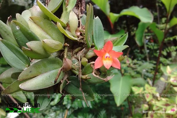Lan Cattleya Cernua 2 Lan Cattleya Cernua sống trong trên cây, đá nơi ẩm thấp