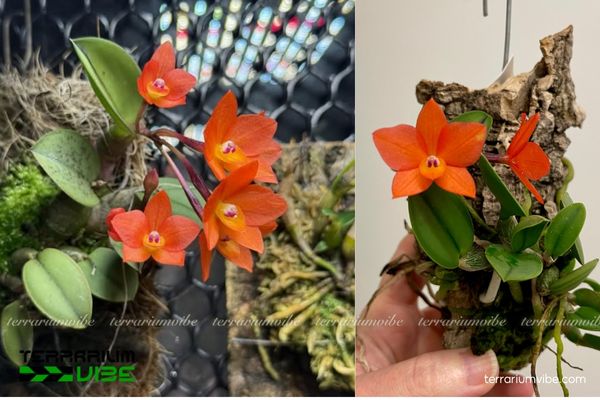 Lan Cattleya Cernua 3 Lan Cattleya Cernua thích ứng linh hoạt trong môi trường tiểu cảnh