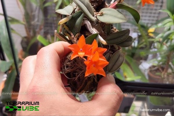 Lan Cattleya Cernua 4 Các yếu tố chăm sóc cơ bản cho cây Cattleya Cernua