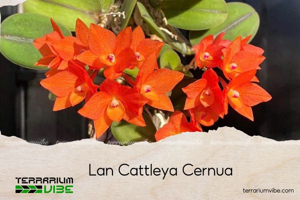 lan-cattleya-cernua lan cattleya cernua