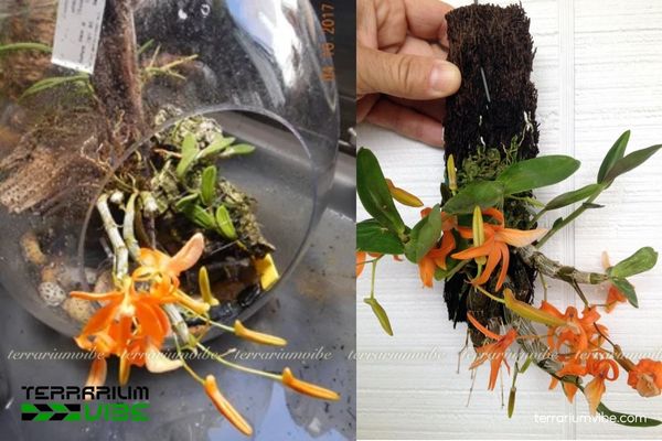 Lan Đơn Cam 4 Điều kiện môi trường sống cần lưu ý cho Lan Đơn Cam