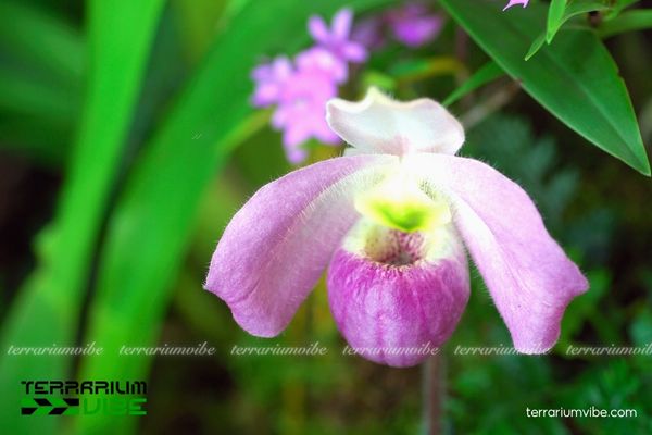 Lan Hài 1 Đặc điểm hình thái sinh học của loài Lan Hài